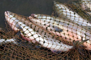 Poaccessor of fish Poaccessor of fish